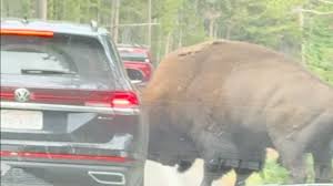 A Yellowstone Driver Tried to Beat a Bison Across the Road. The Bull Had Other Plans.