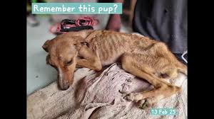 Helping owners who are struggling keeps dogs from the ...