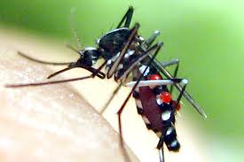 làm sao ngăn chặn côn trùng cho hiệu quả bằng vệ sinh cửa lưới chống muỗi.