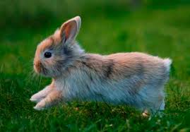 Image result for RABBIT