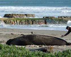 Image of Point Reyes National Seashore, Marin County with seals