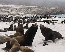 Image of Northern fur seals on San Miguel Island