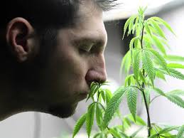 Resultado de imagen de Legalization
