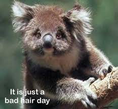 Koala Quotes. QuotesGram via Relatably.com