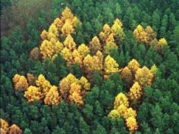 Image result for larch tree