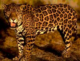 Resultado de imagen para jaguar