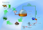 Energie aus biomasse