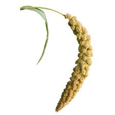 Image result for MILLET