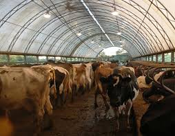 Image result for cafo