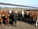 Feeder cattle