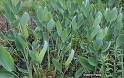 Hardy water canna