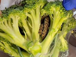 Grandad finds snake in Aldi broccoli and says 'It's just not ...