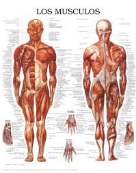 Resultado de imagen para cuerpo humano