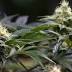 Atlanta city council to vote on decriminalizing pot possession