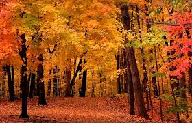 Image result for fall
