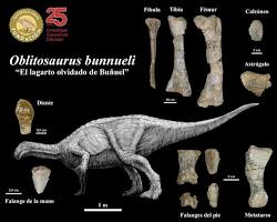 Imagem de Fóssil de dinossauro saurópode descoberto no Brasil