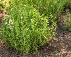 Εικόνα Thyme plant
