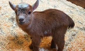 Image result for GOAT