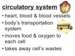 Resultado de imagen de circulatory system kids