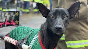Rockera, la perrita de Celaya que lucha por volver a caminar
