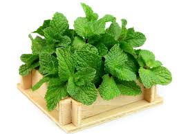 Resultado de imagen de MENTA