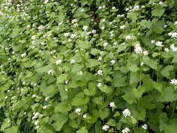 Image result for garlic mustard