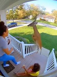 Sora Ai Videos Deer Rescue | TikTok