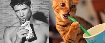Image result for men and cats tumblr