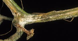 fusarium wilt ile ilgili görsel sonucu