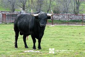 Resultado de imagen de toro negro