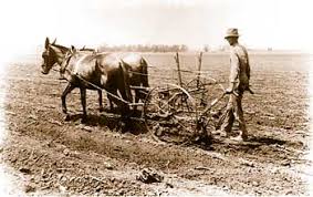 Image result for horse drawn cultivator pictures