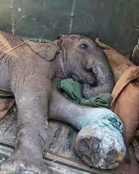 Mwashoti stands out as one of our most heartbreaking rescues ...