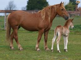 Image result for HORSE