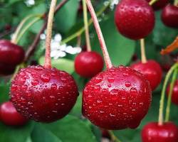 Image of Skeena Cherry