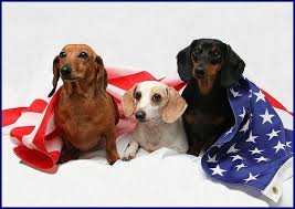 Image result for PATRIOTIC dachshunds