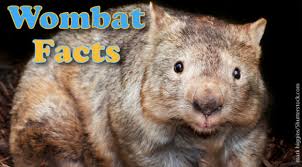 Image result for wombat