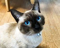 シャム猫の画像
