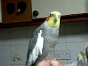 2 parrots singing and talking cockatiels videos <?=substr(md5('https://encrypted-tbn1.gstatic.com/images?q=tbn:ANd9GcRxaamlcj3pWwF7icfFEMb6tv5yFP-_GXv8zCaZJVB9YnoeKIaPWyq9E6U'), 0, 7); ?>