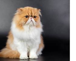 ペルシャ猫の画像