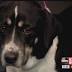 Pet of the week: Bonnie recovers from a fractured pelvis and is ready ...