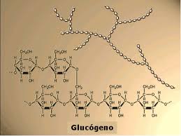 GLUCOGENO