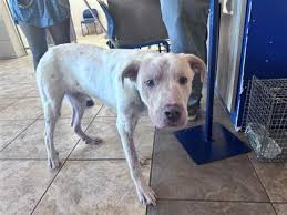 WCRAS Lost and Found Animals at the Shelter - DOES THIS SWEET GIRL BELONG TO YOU? PLEASE SHARE SO SHE CAN GO HOME Animal ID 57334396 Species Dog Breed Mixed Breed, Medium (up to 44 lbs fully grown)/Mix Age 2 years Gender Female Date Found 11/23/2024 Location Found Intersection of W Riviera Dr. and S Lakeline Blvd CP Size Medium Color White Weight 45.60 pound The shelter is EXTREMELY full if you live in the area please share to nextdoor and other neighborhood pages Lets help this dog get home. If this is your pet, we’re so glad that you’ve found your furry family member! Please contact us today at wcras@wilco.org. We’ll need to verify ownership with the following: • Your name, address, phone number • A photo of your pet or veterinary records. We also want to be sure your pet is as healthy as possible when they leave the shelter. If he or she already has their rabies vaccination, please send a photo of their rabies certificate or let us know where they got their vaccination so we can verify that. If your pet has not received their rabies vaccination recently, don’t worry! We can help you with that before we send them home with you. Finally, if your pet wasn’t microchipped, we’ve taken care of that as well so they can get back home to you as fast as possible in the future. | Facebook