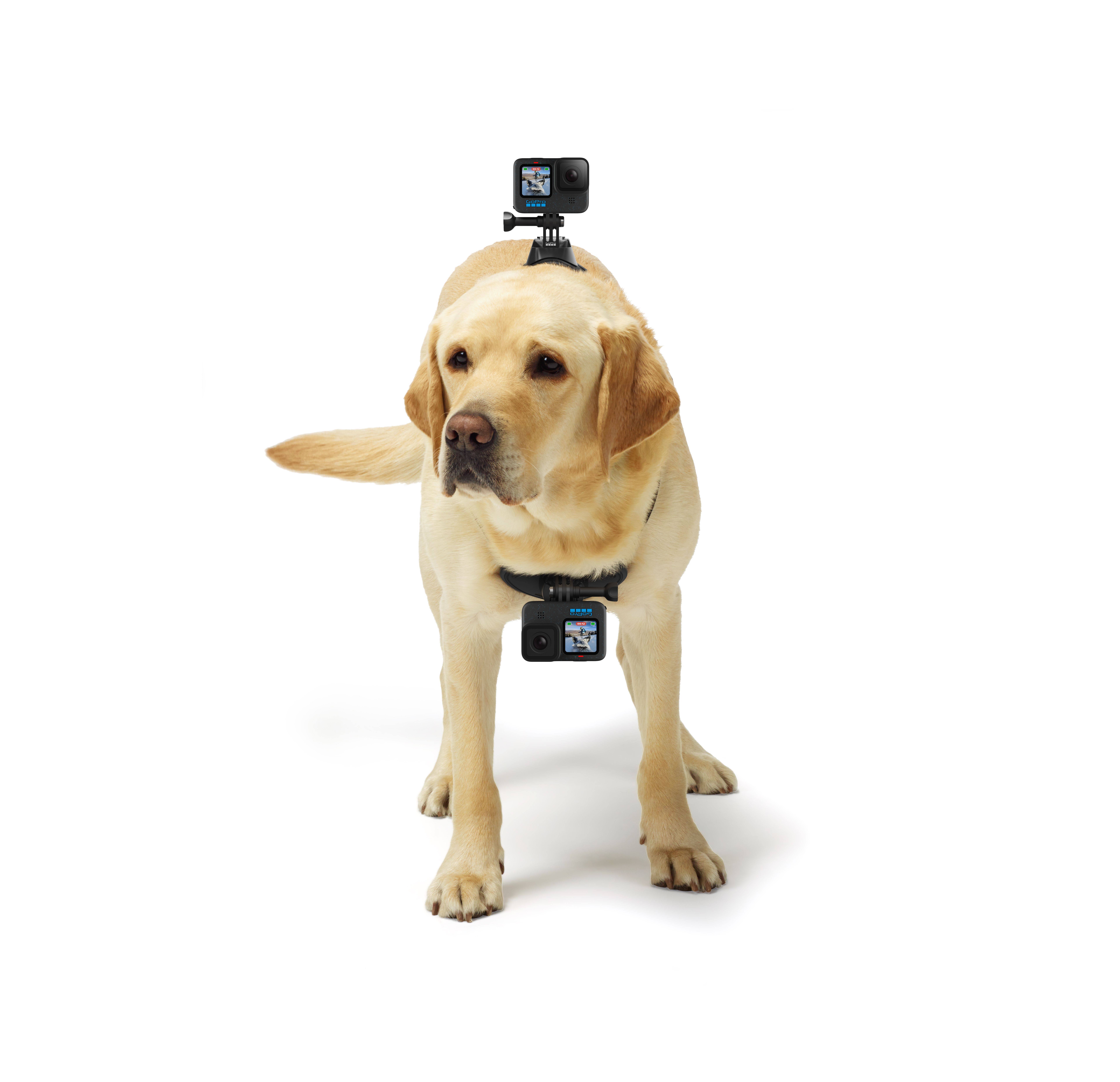 GoPro Fetch Dog Harness Camera Mount