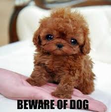 Image result for cute animals quotes