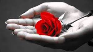 Image result for κόκκινο τριανταφυλλο