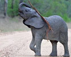 Image of elephant using a branch to scratch its back