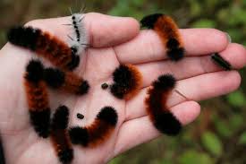 Image result for wooly bears