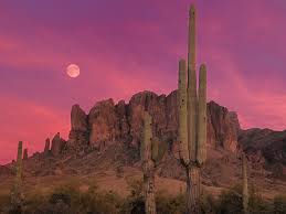 Image result for saguaro cactus