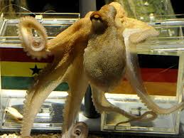 Image result for german octopus predicts football final