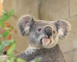 Image of San Antonio Zoo Koala